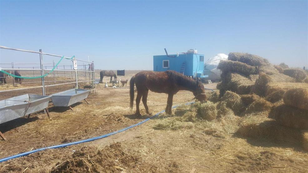 Konyadaki çiftlikte atlar ölüme terk edildi: 10u öldü, kalanları yetkililer kurtardı