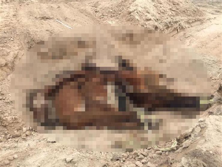 Konyadaki çiftlikte atlar ölüme terk edildi: 10u öldü, kalanları yetkililer kurtardı