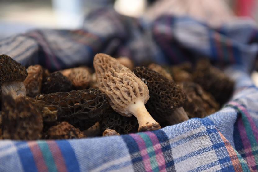 Fethiyede 10. Dastar ve Kuzugöbeği Mantar Festivali
