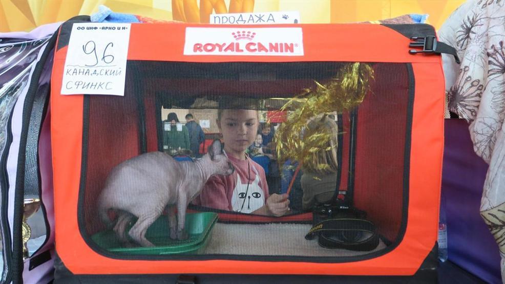 Kazakistanda kedi fuarı