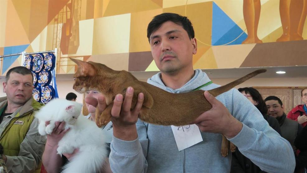 Kazakistanda kedi fuarı