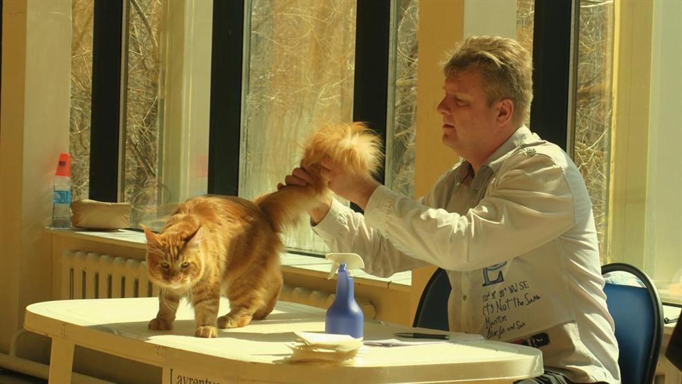 Kazakistanda kedi fuarı