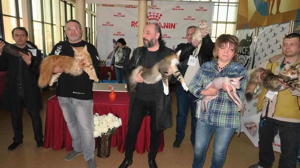 Kazakistanda kedi fuarı