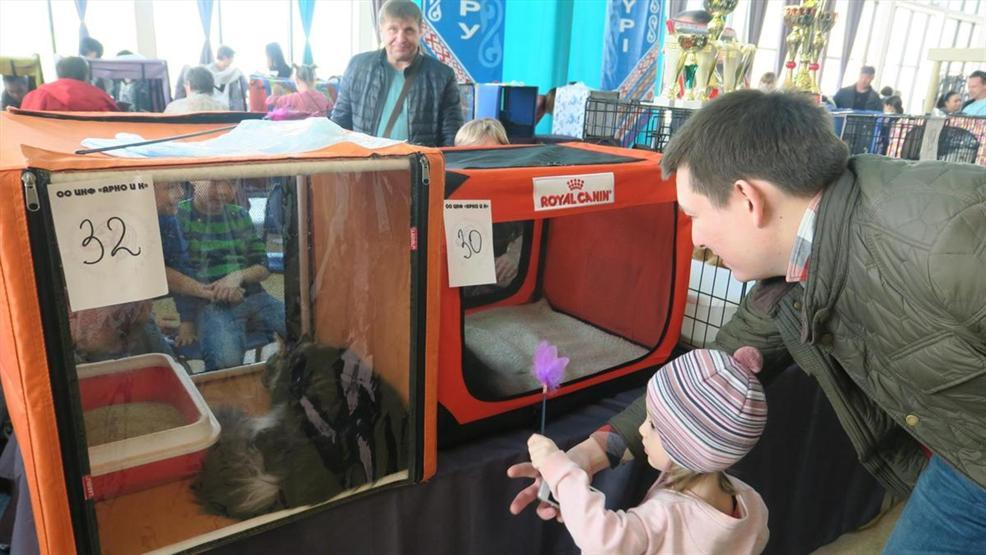 Kazakistanda kedi fuarı