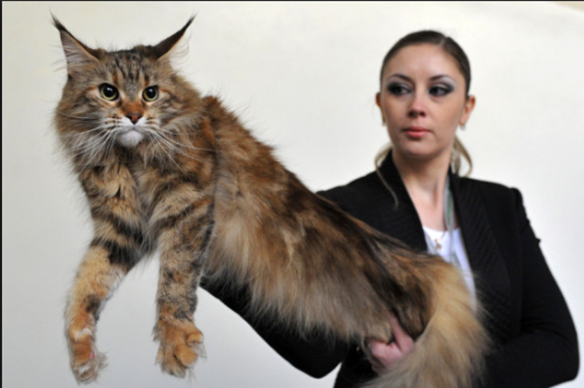 Kazakistanda kedi fuarı