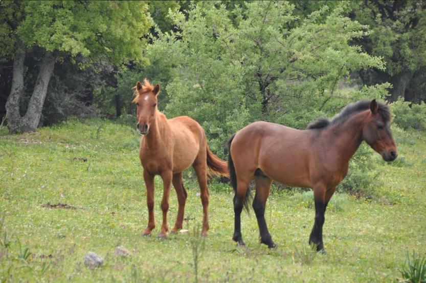 Egenin eşsiz doğal yaşam alanı: Büyük Menderes Deltası Milli Parkı