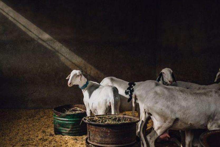 Dünyanın en iyi yemek fotoğrafları seçildiler