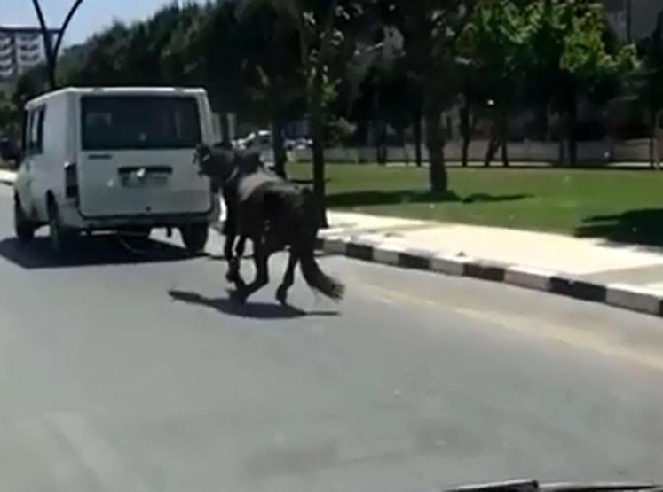 Manisada korkunç görüntü: Atı minibüse bağlayıp koşturdu