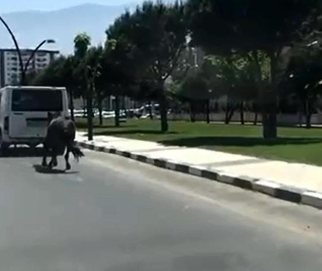Manisada korkunç görüntü: Atı minibüse bağlayıp koşturdu