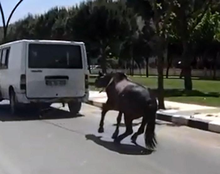 Manisada korkunç görüntü: Atı minibüse bağlayıp koşturdu