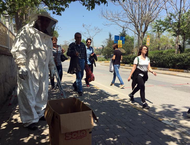 Kadıköyü arılar bastı