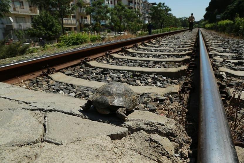 Tren yolunda mahsur kalan 73 kaplumbağa kurtarıldı