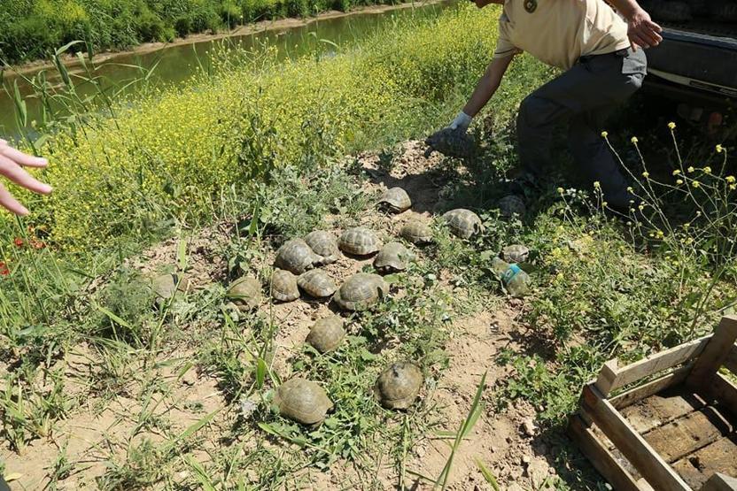 Tren yolunda mahsur kalan 73 kaplumbağa kurtarıldı