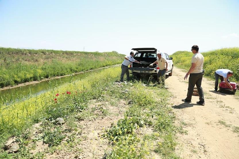 Tren yolunda mahsur kalan 73 kaplumbağa kurtarıldı