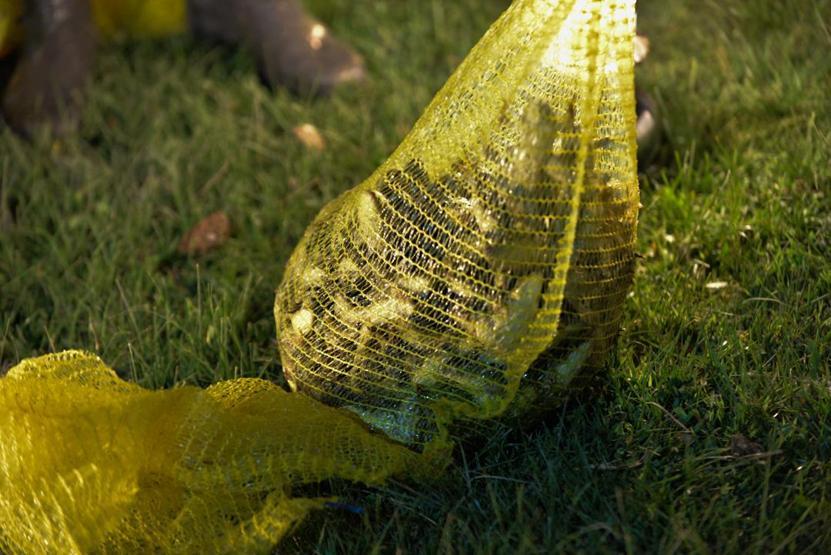 Kayseride yakalanan kurbağalar Avrupaya ihraç ediliyor