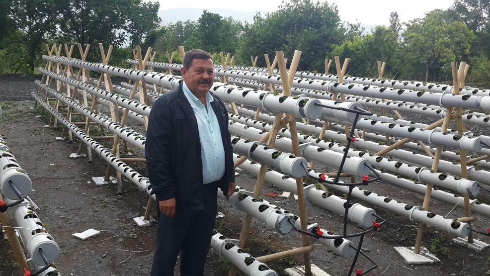 Su borusunda çilek yetiştiriyor