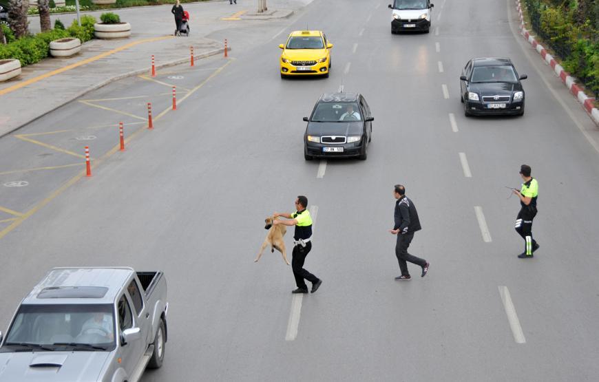 Köpeğe yardım etti, ayın polisi seçildi