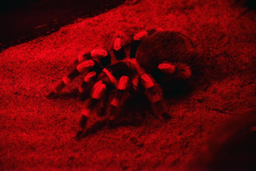 Dünyanın en zehirli kurbağası Antalyada