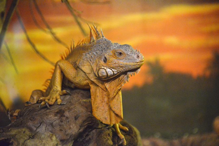 Dünyanın en zehirli kurbağası Antalyada