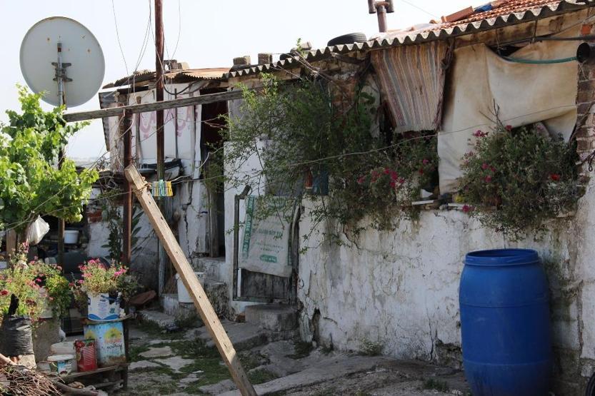 Ormanlık alanda yaşam mücadelesi