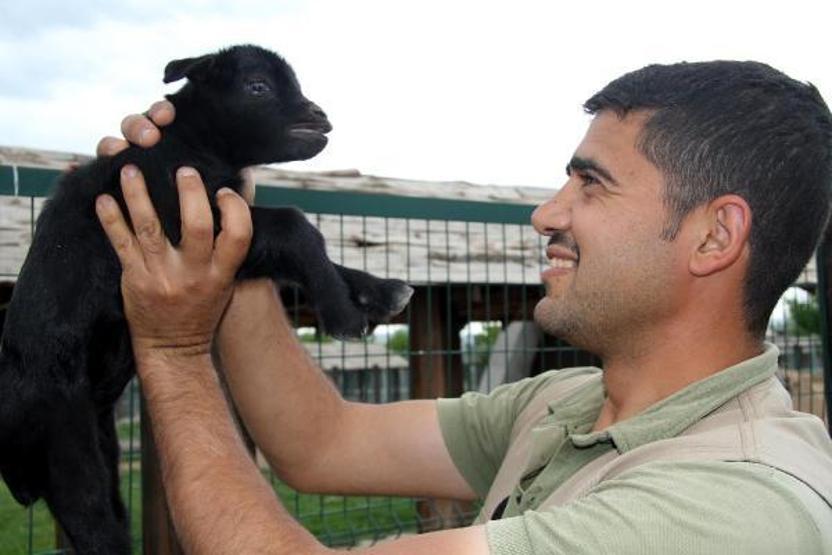 Zürafa Zambak’ın en sevdiği meyve yenidünya