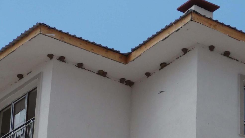 Kırlangıç yuvaları, inşaatı durdurdu