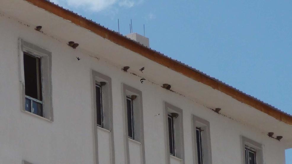 Kırlangıç yuvaları, inşaatı durdurdu