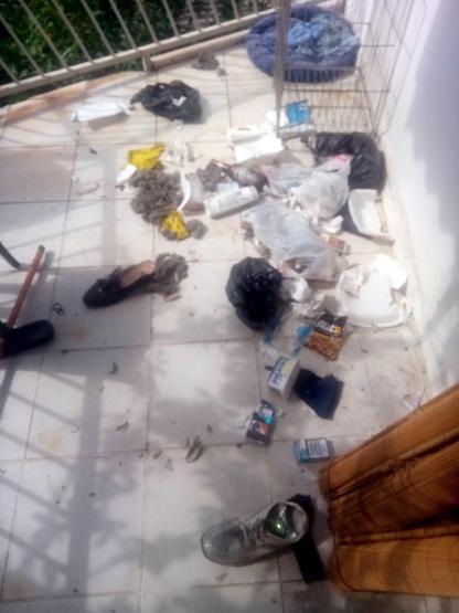 Evde 18 köpek besleyince başı derde girdi