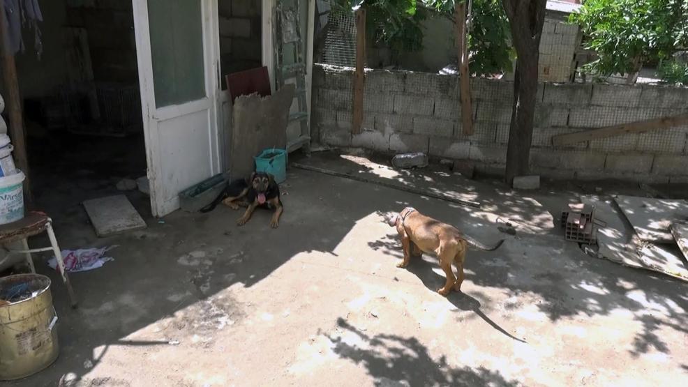 Evde 18 köpek besleyince başı derde girdi