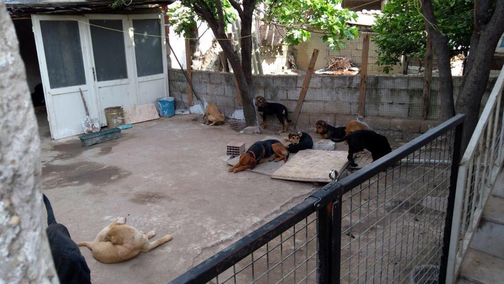 Evde 18 köpek besleyince başı derde girdi