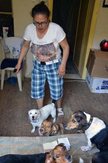 Evde 18 köpek besleyince başı derde girdi