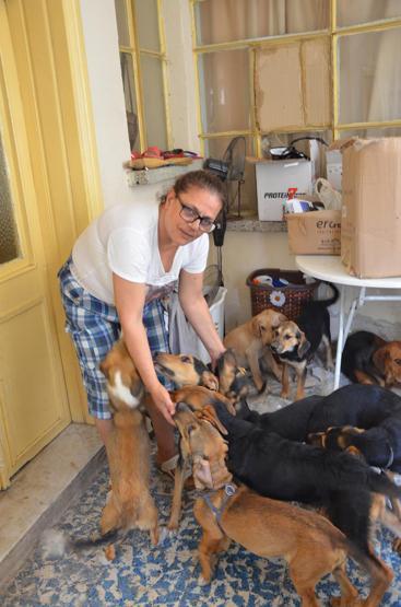 Evde 18 köpek besleyince başı derde girdi