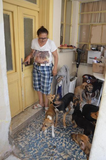 Evde 18 köpek besleyince başı derde girdi