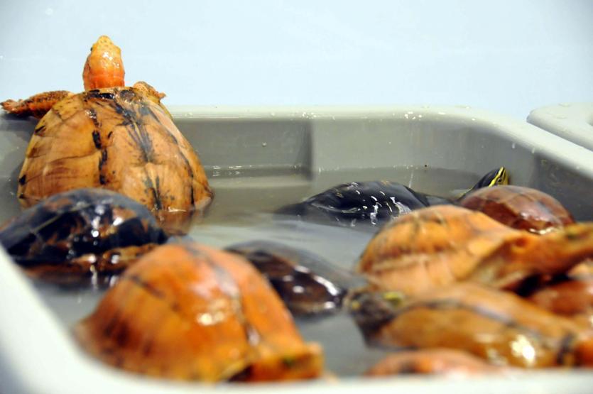 Teslim alınmayan valizden kaplumbağa, akrep, yılan çıktı