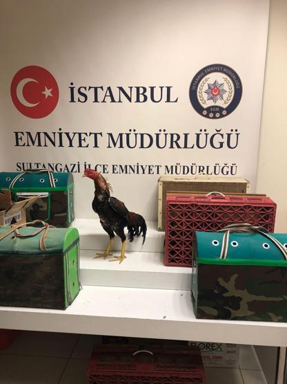 Polis baskın yaptı, horozlara el koydu