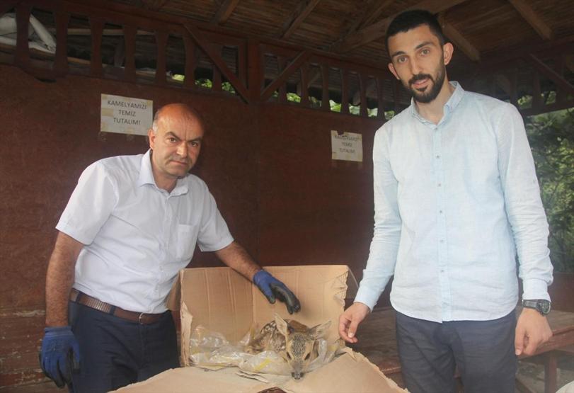 Yaralı karaca koruma altına alındı