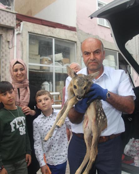 Yaralı karaca koruma altına alındı