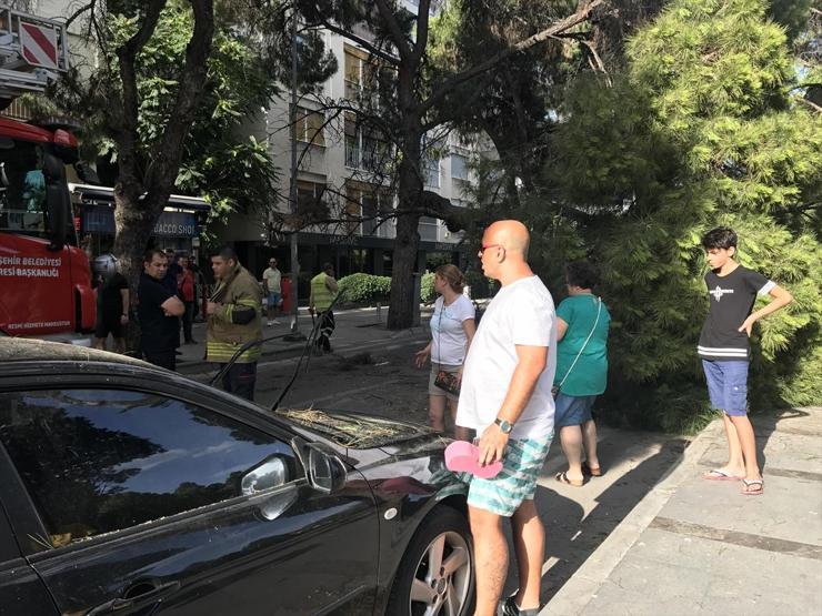 Park halindeki araçların üzerine ağaç devrildi