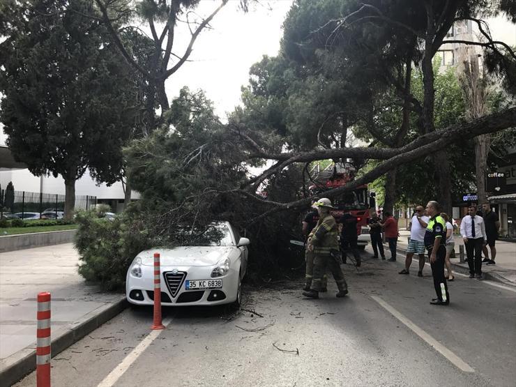 Park halindeki araçların üzerine ağaç devrildi