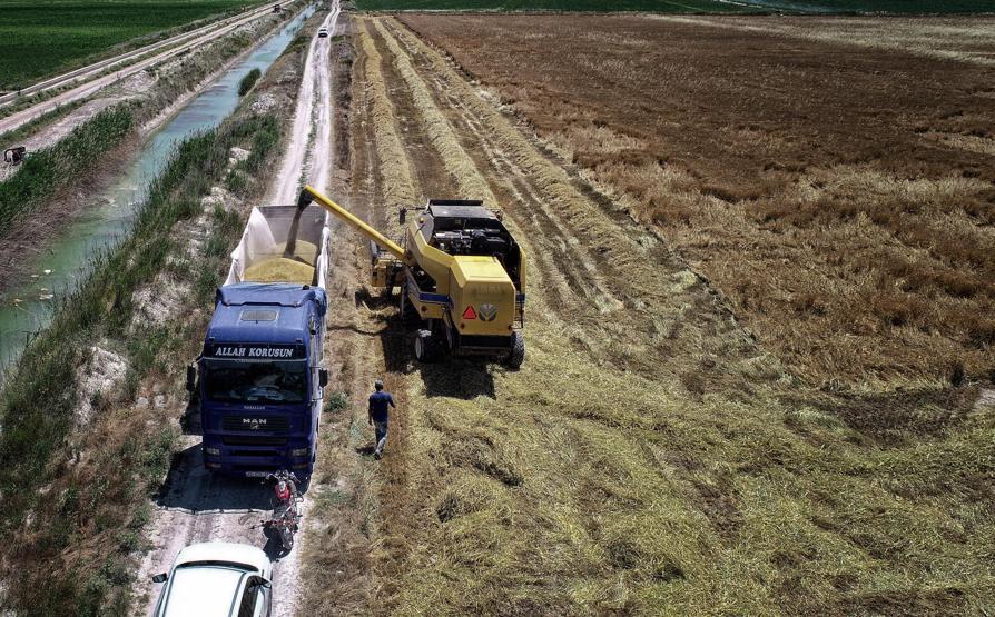 Konya Ovasında erken hasat