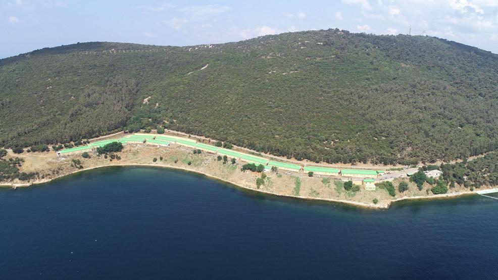 Faytonculardan hayvanseverlere tepki: Onlar hesap yoksunu