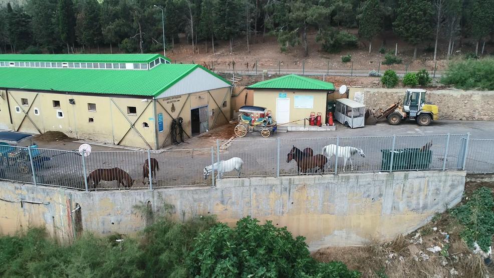 Faytonculardan hayvanseverlere tepki: Onlar hesap yoksunu
