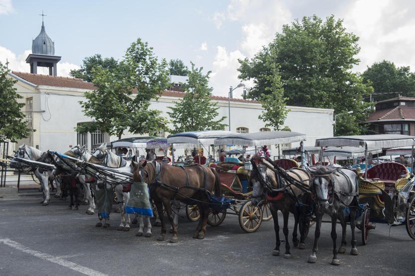 Faytonculardan hayvanseverlere tepki: Onlar hesap yoksunu