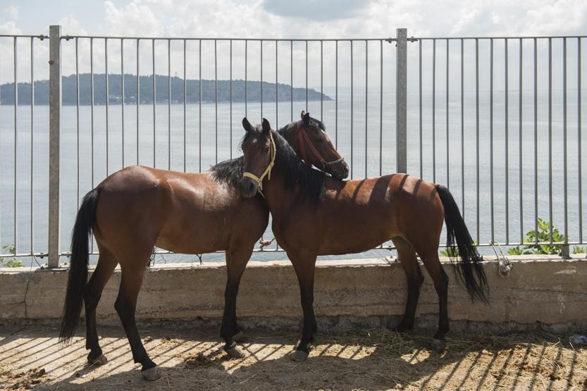 Faytonculardan hayvanseverlere tepki: Onlar hesap yoksunu
