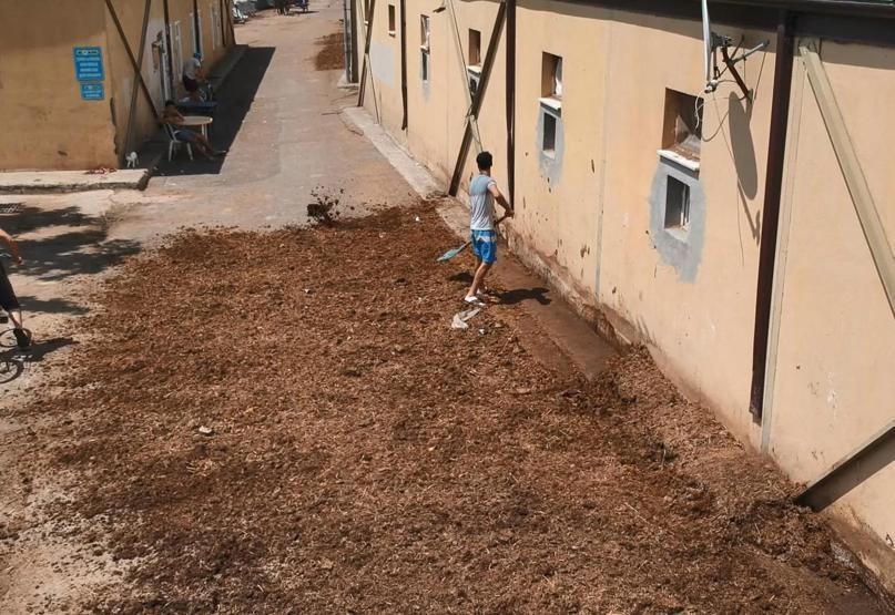 Faytonculardan hayvanseverlere tepki: Onlar hesap yoksunu