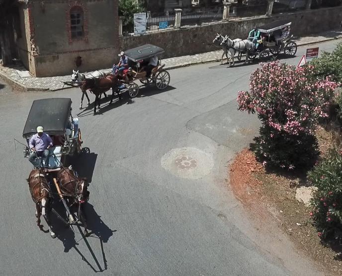 Faytonculardan hayvanseverlere tepki: Onlar hesap yoksunu