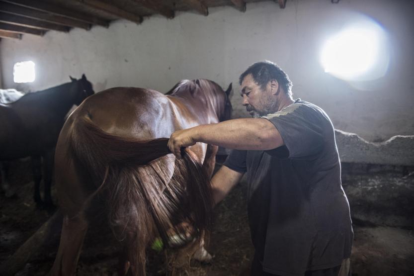 Faytonculardan hayvanseverlere tepki: Onlar hesap yoksunu