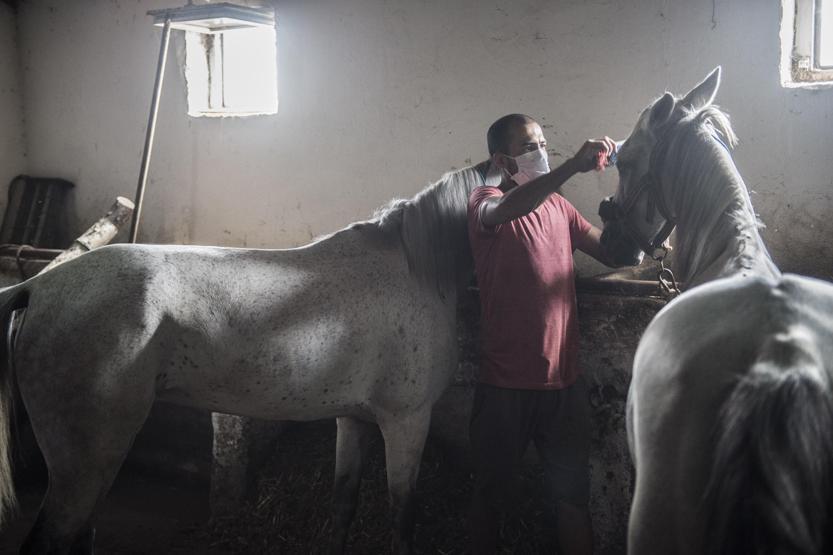 Faytonculardan hayvanseverlere tepki: Onlar hesap yoksunu