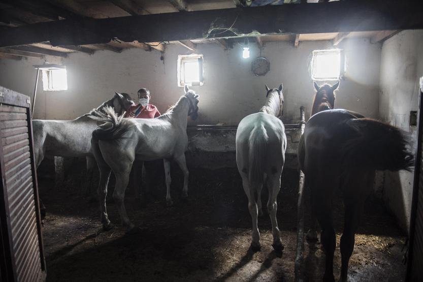 Faytonculardan hayvanseverlere tepki: Onlar hesap yoksunu