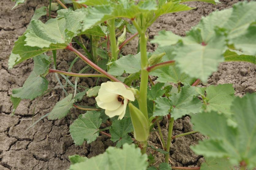 Erken çıkan bamya üreticiyi mağdur etti